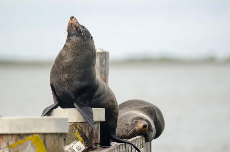 From Goolwa: Murray Mouth Cruise - Weather, timing, and practical choices