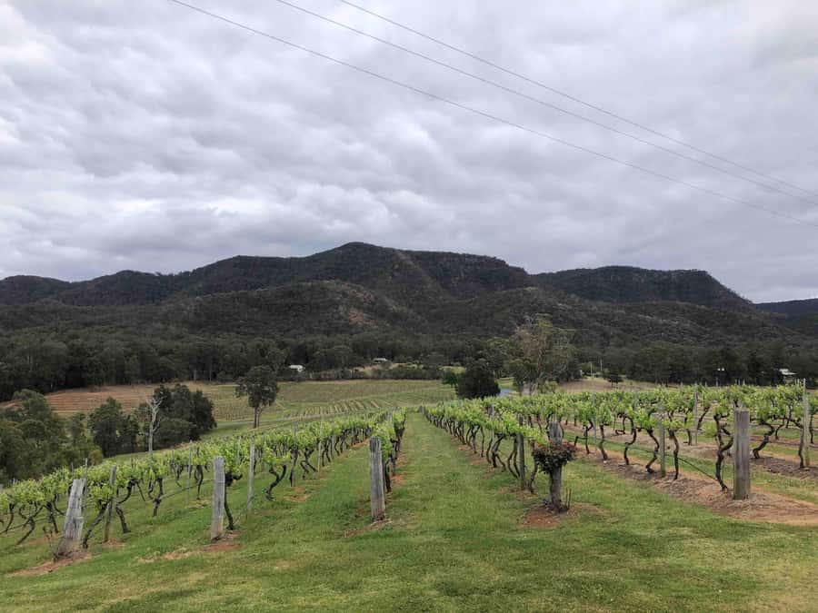 From Haymarket: Hunter Valley Wine and Wildlife Day Trip - The full-day pace and who should book