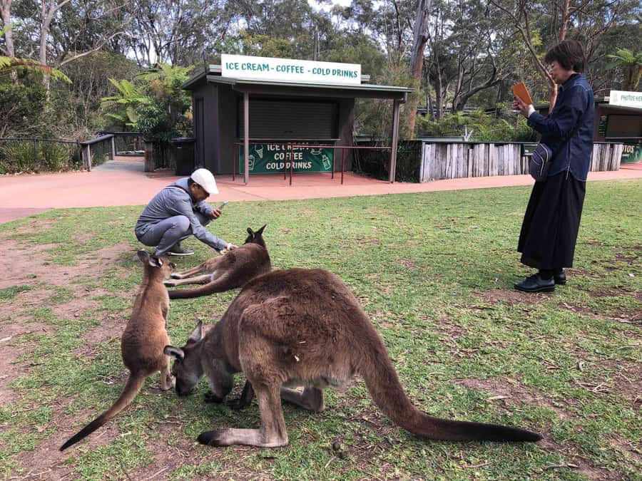 From Haymarket: Hunter Valley Wine and Wildlife Day Trip - Kangaroos, koalas, and the ranger-led visit