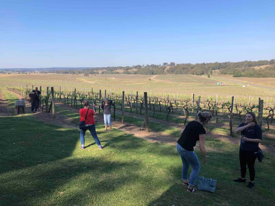 From Haymarket: Hunter Valley Wine and Wildlife Day Trip - Lunch in wine country, or your own picnic