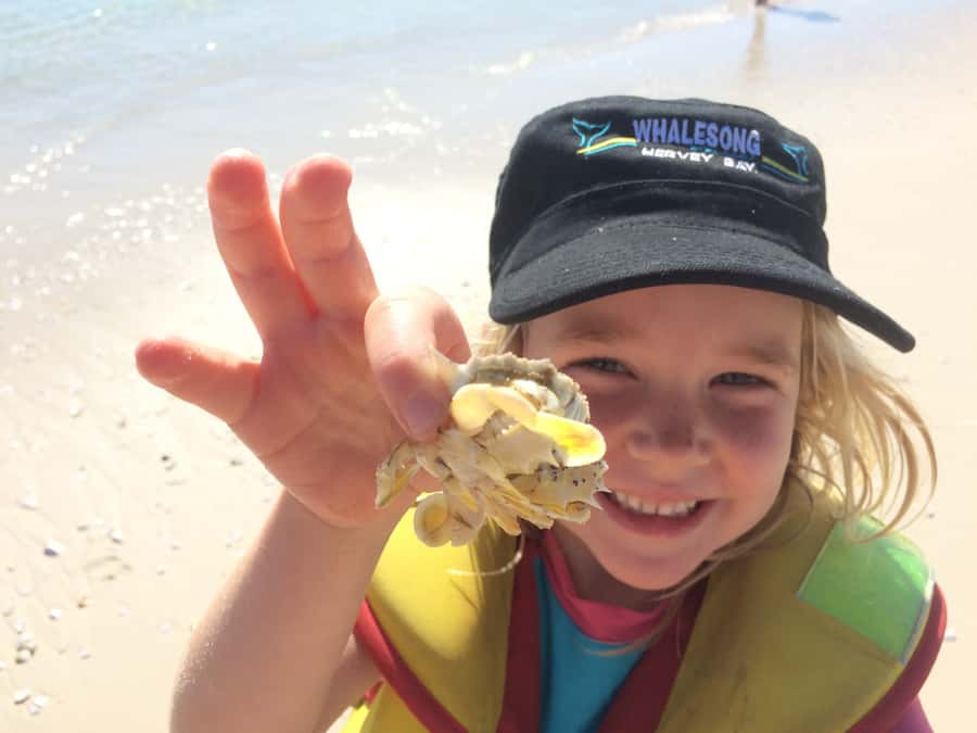From Hervey Bay: Half-Day K'gari Fraser Island Beach Cruise - What $113 buys you, and what it does not