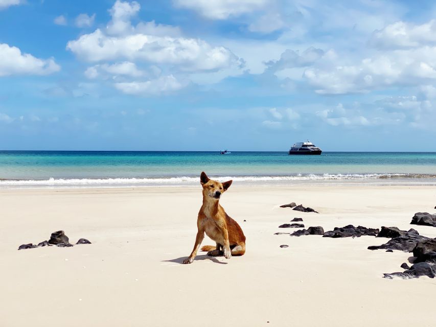 From Hervey Bay: Remote K'gari Tour by Boat with Lunch - Wathumba Creek: the busiest part of the day