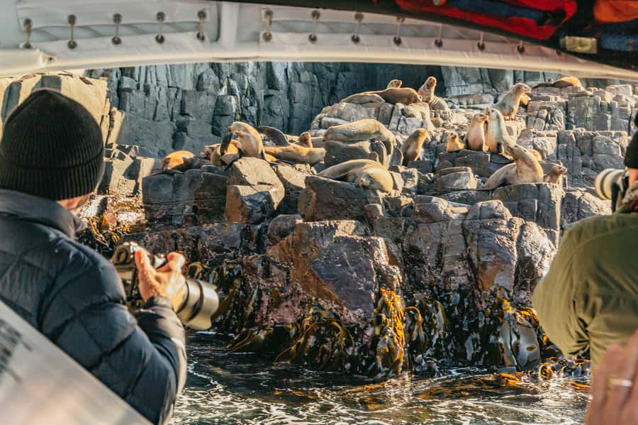 From Hobart/Adventure Bay: Bruny Island Wilderness Cruise - Starting from Hobart or Adventure Bay