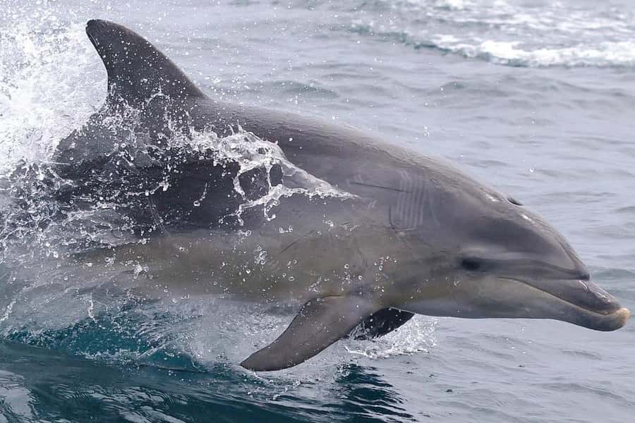 From Hobart: Day Tour to Maria Island with Bus Connection - Lunch at Riedle and Shoal Bay