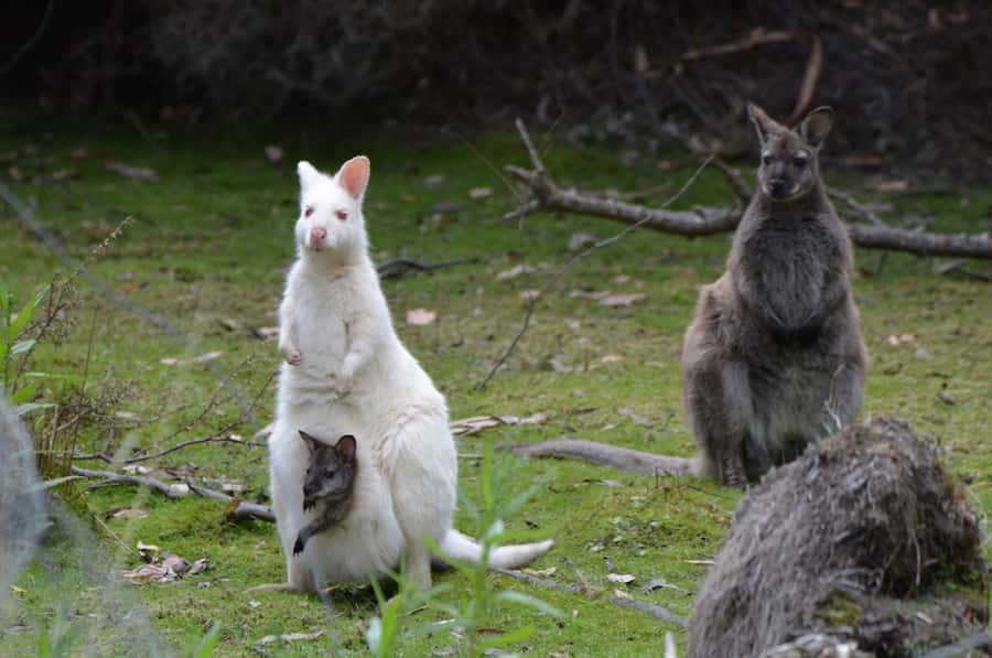 From Hobart: Full-Day Bruny Island Tour with Guide - Honey, chocolate, oysters, and drinks