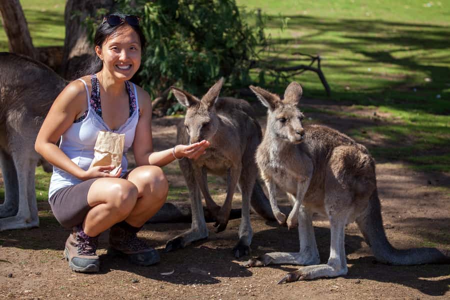 From Hobart: Mt. Field, Mt. Wellington and Wildlife Day Tour - Bonorong Wildlife Sanctuary adds the close encounters