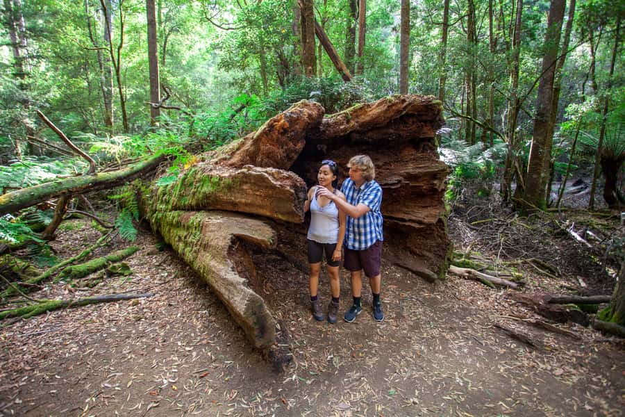 From Hobart: Mt. Field, Mt. Wellington and Wildlife Day Tour - A guide-led day, not just a bus transfer