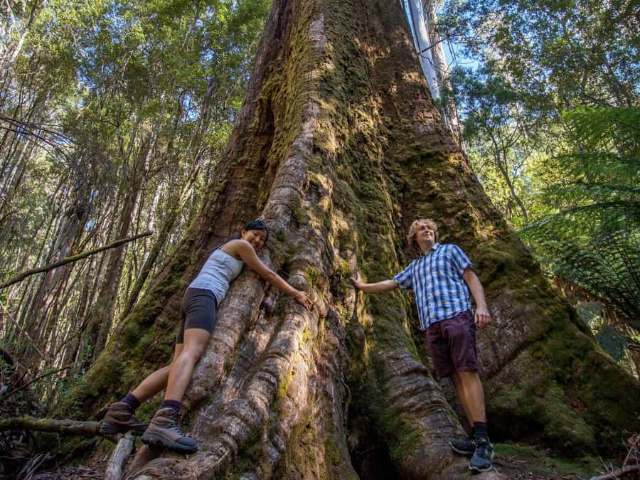 From Hobart: Mt. Field, Mt. Wellington and Wildlife Day Tour - What the $130 price includes