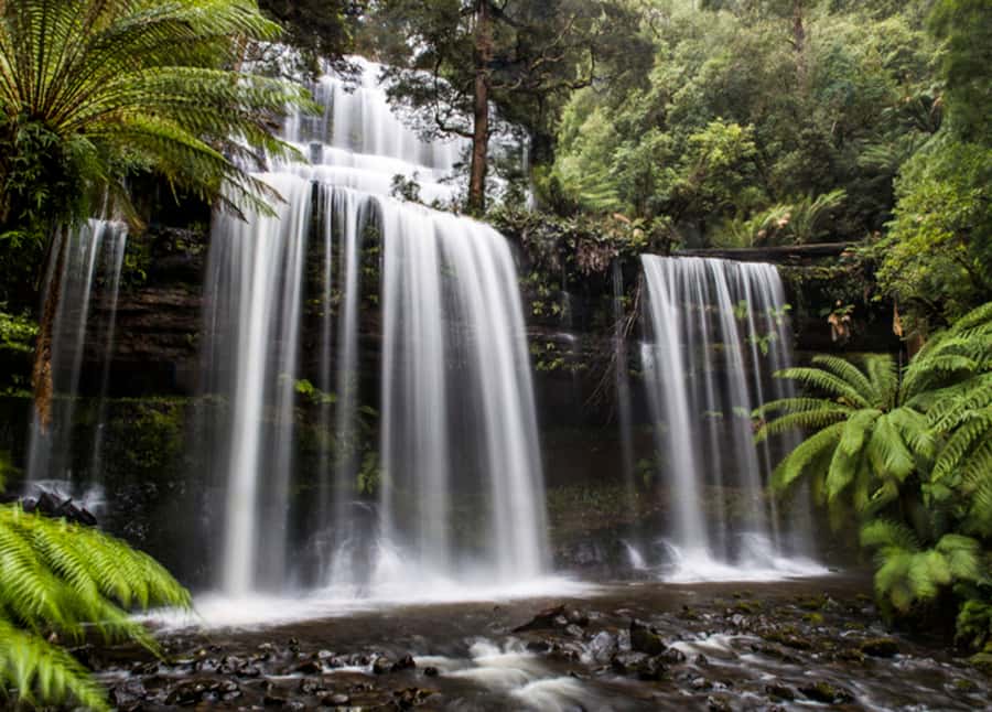 From Hobart: Mt. Field National Park and Russell Falls - Key points to know before you book