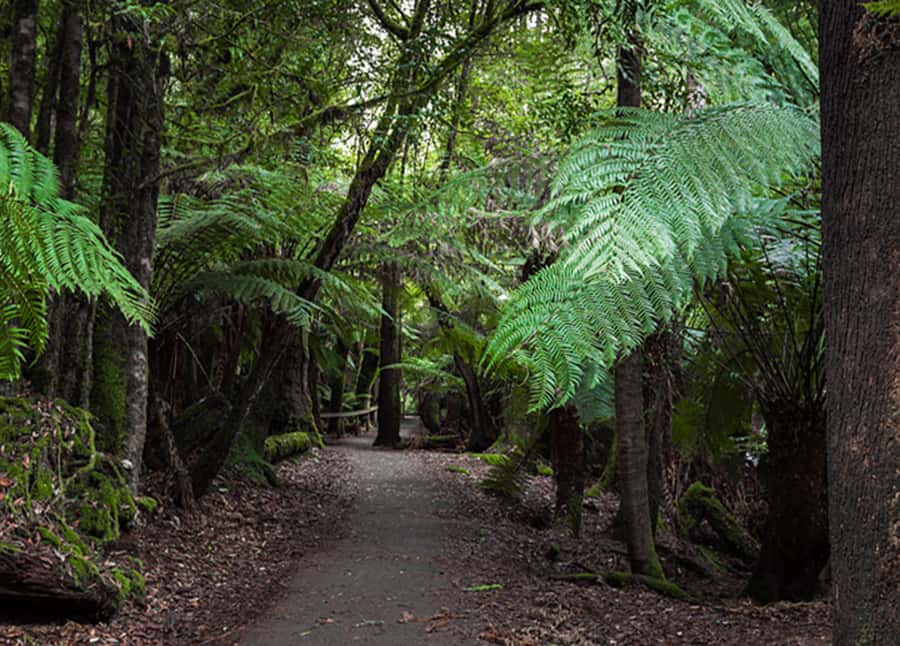 From Hobart: Mt. Field National Park and Russell Falls - Lunch, roadside raspberries, and the ride back