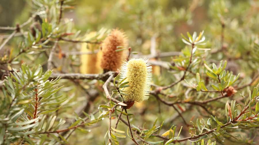 From Hobart: Mt Wellington Pinnacle 2 Hour Small Group Tour - Timing, price, and who should book