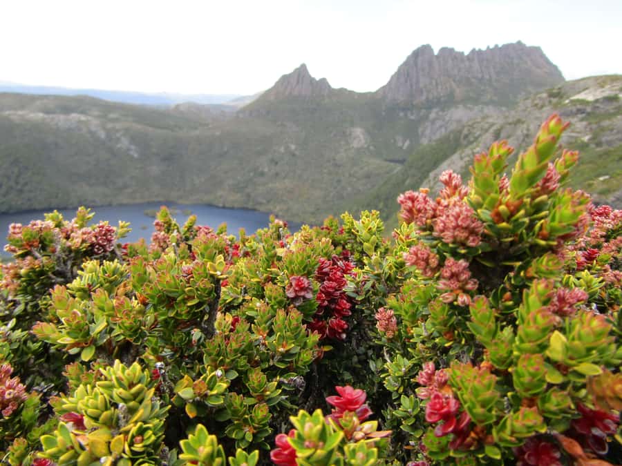 From Launceston: Cradle Mountain - Active Day Tour - Leaving Launceston at 7:20 AM