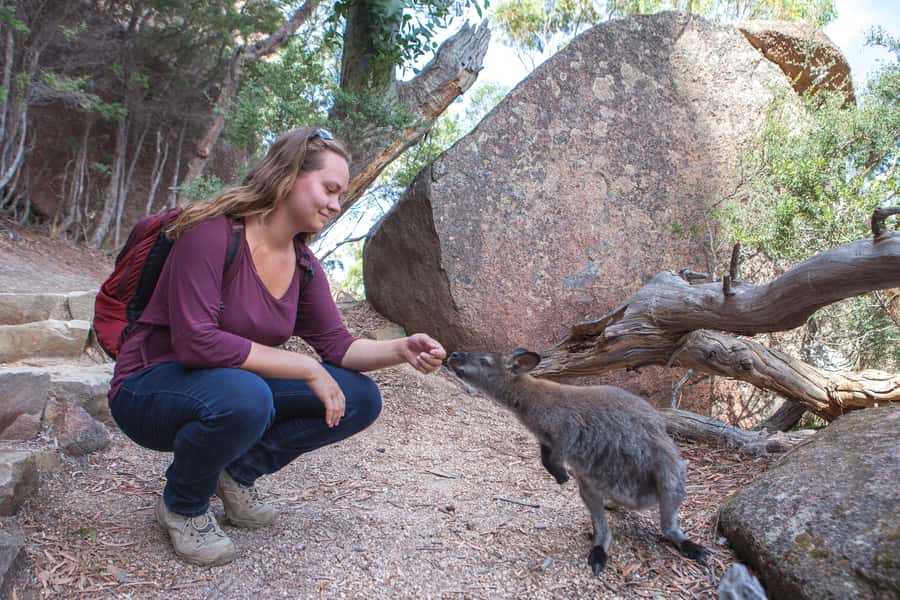From Launceston: Full-Day Wineglass Bay Explorer Active Tour - Guides, group size, and the ride from Launceston