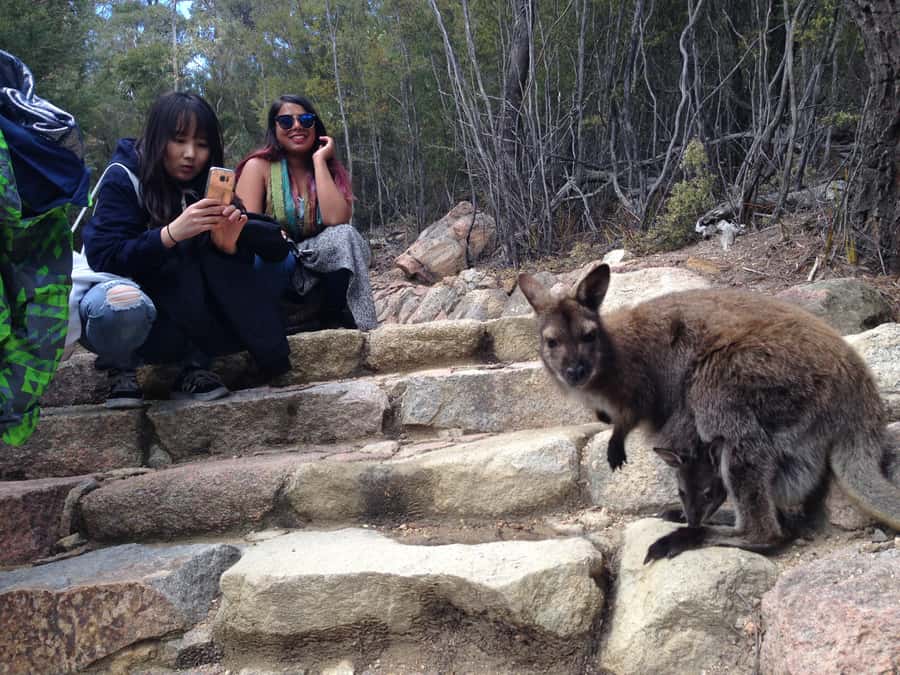 From Launceston: Full-Day Wineglass Bay Explorer Active Tour - Campbell Town and the Convict Brick Trail