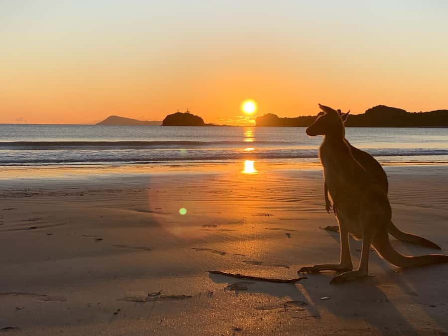 From Mackay: Wallabies on the Beach Sunrise Trip - Why Cape Hillsborough at sunrise is worth the early start