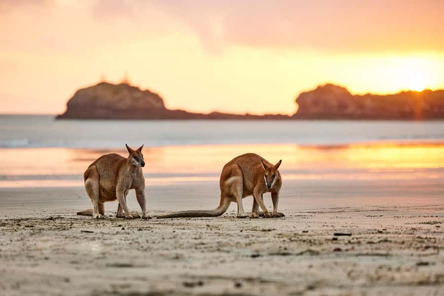 From Mackay: Wallabies on the Beach Sunrise Trip - Who should book this morning tour