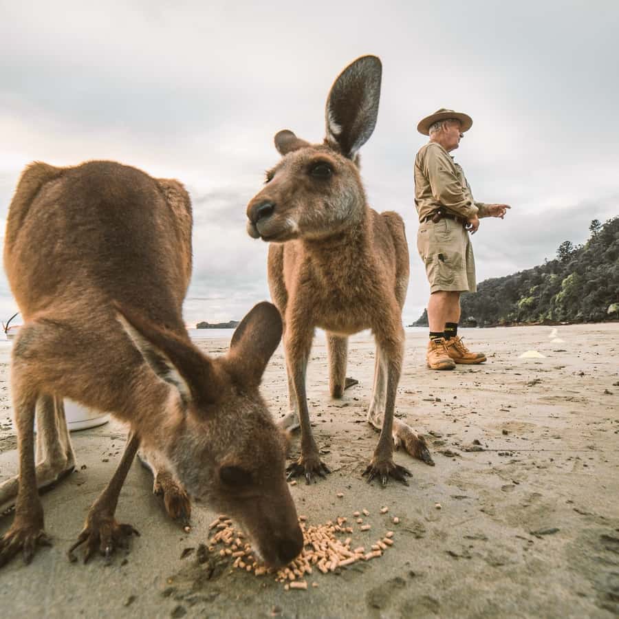From Mackay: Wallabies on the Beach Sunrise Trip - Practical tips for making the morning easier