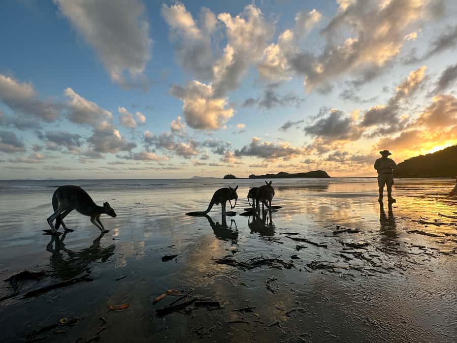 From Mackay: Wallabies on the Beach Sunrise Trip - Meeting the wallabies and kangaroos on the beach