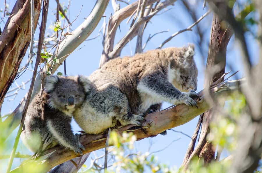 From Melbourne: 2-Day Great Ocean Road & Grampians Escape - Key points to know before booking