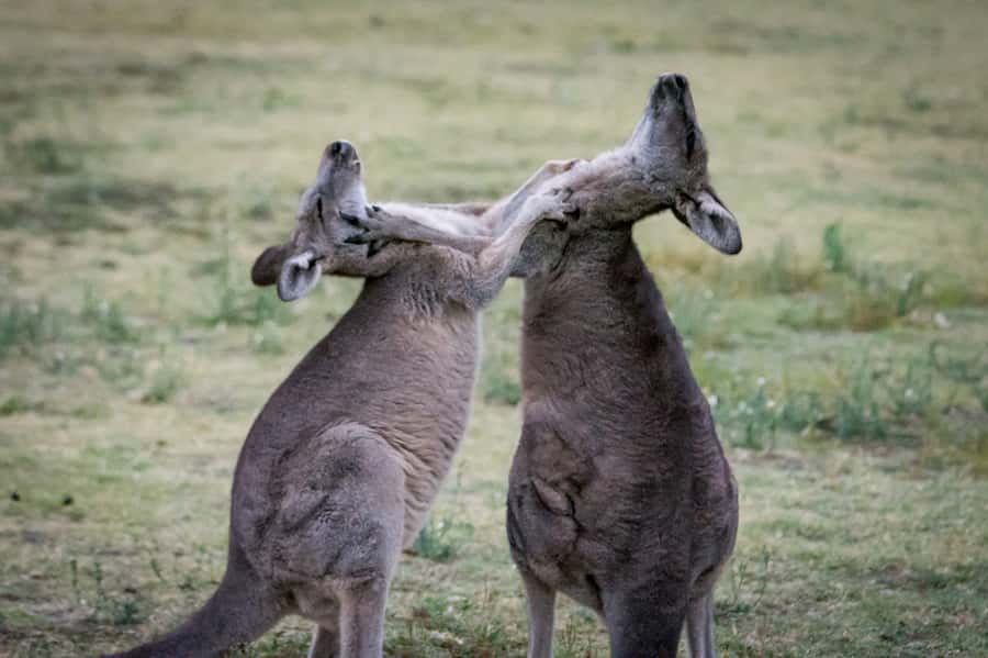 From Melbourne: 2-Day Great Ocean Road & Grampians Escape - Brambuk Cultural Center and Gariwerd