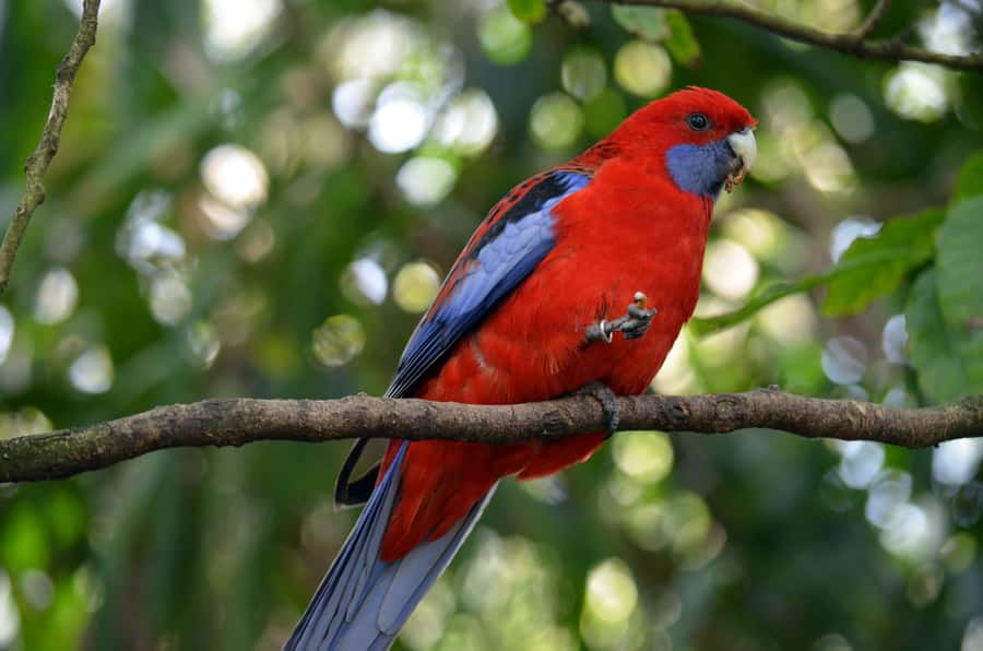 From Melbourne: Dandenong Ranges Private Day Tour - Is the private format worth $247?