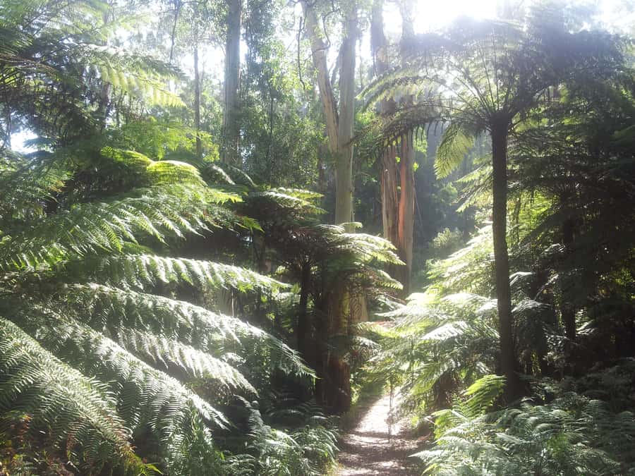 From Melbourne: Dandenong Ranges Private Day Tour - A cosy lunch stop near the forest