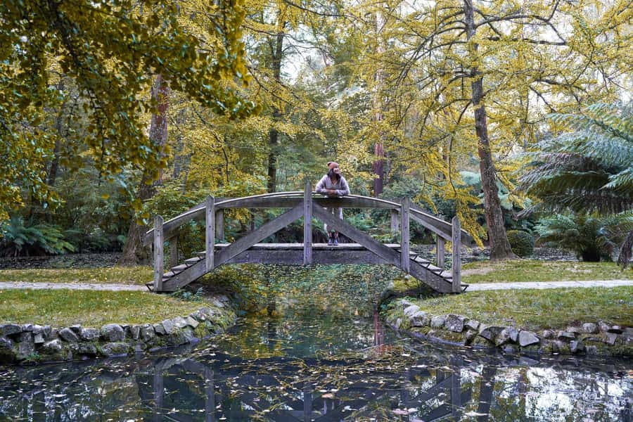 From Melbourne: Dandenong Ranges Private Day Tour - A private day shaped by Jay