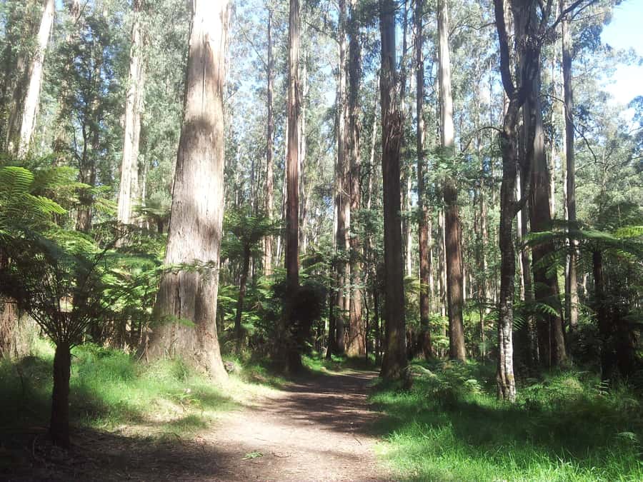 From Melbourne: Dandenong Ranges Private Day Tour - Walking beneath eucalyptus and fern trees
