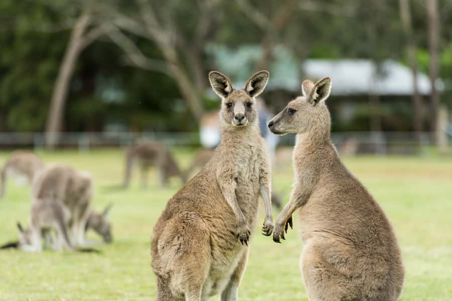 From Melbourne: Grampians National Park & Kangaroos - Halls Gap gives you a practical lunch break