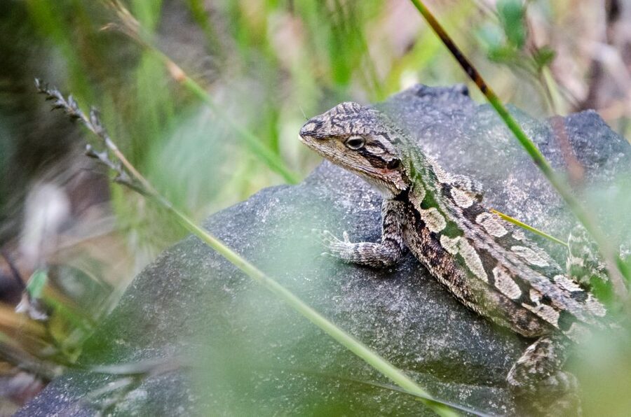 From Melbourne: Grampians National Park Small Group Tour - What $109 really gets you