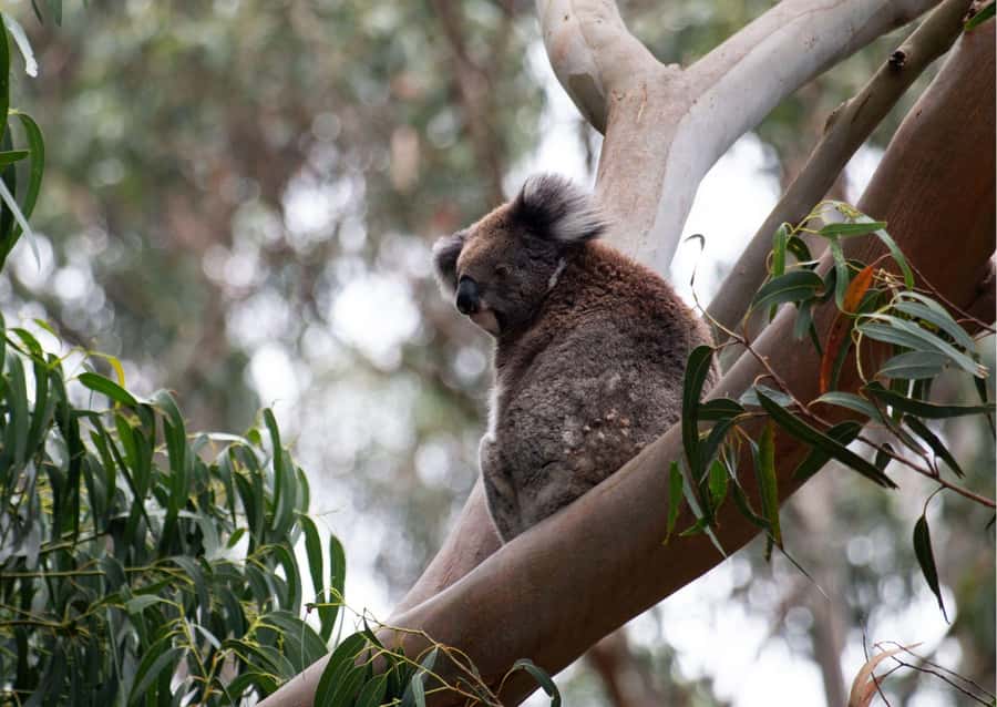 From Melbourne: Great Ocean Road & 12 Apostles Full-Day Tour - The early Melbourne pickup