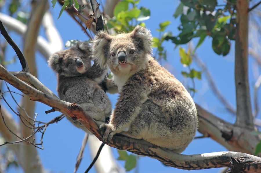 From Melbourne: Great Ocean Road, 12 Apostles, Wildlife Tour - Why this Great Ocean Road tour works as a day trip