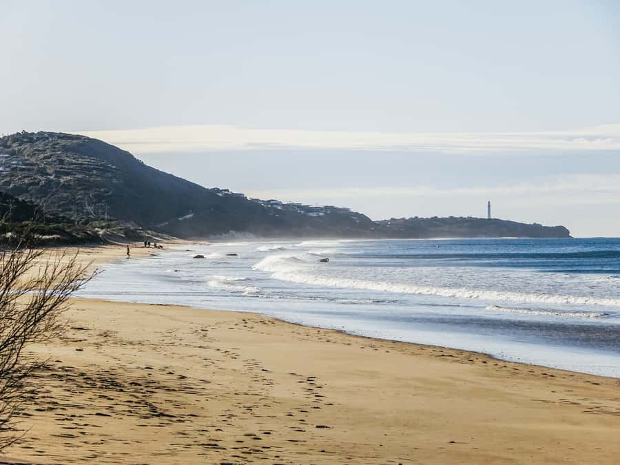 From Melbourne: Great Ocean Road, 12 Apostles, Wildlife Tour - Cape Patton and the road to Apollo Bay