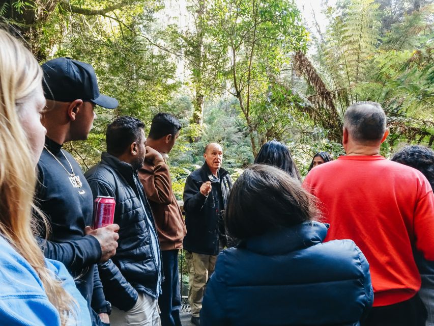 From Melbourne: Great Ocean Road, 12 Apostles, Wildlife Tour - Walking among some of the world’s tallest trees