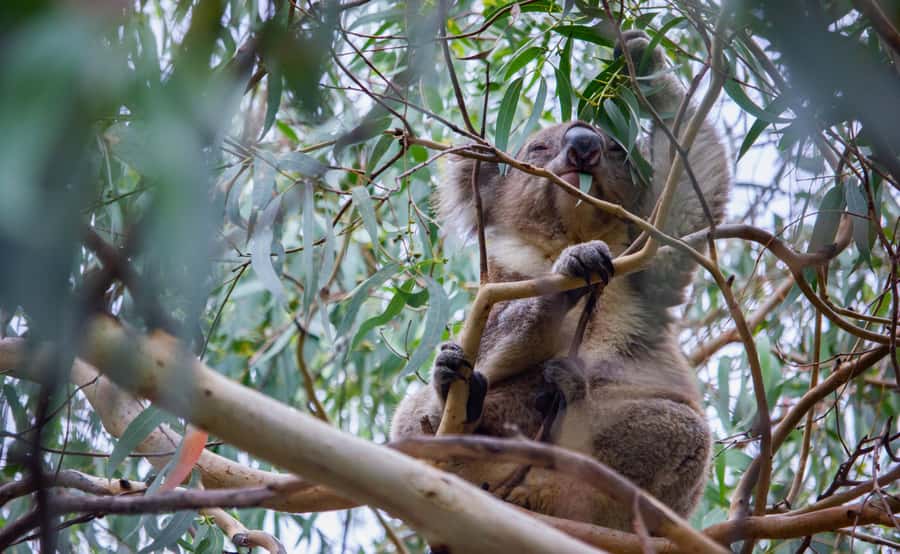 From Melbourne: Great Ocean Road Full-Day Guided Trip - Key points at a glance