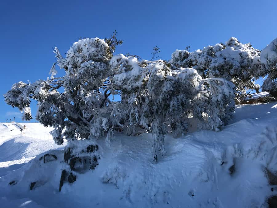 From Melbourne: Mt Buller Snow Day Small Group Boutique Tour - Why a small group matters at Mt Buller