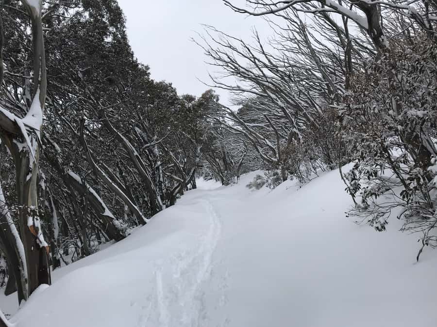 From Melbourne: Mt Buller Snow Day Small Group Boutique Tour - The Northside Express chairlift and the best high views