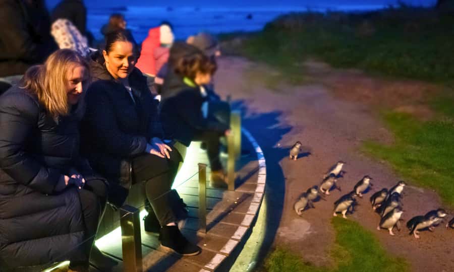 From Melbourne: Penguin Parade Afternoon Tour - The afternoon departure from Melbourne