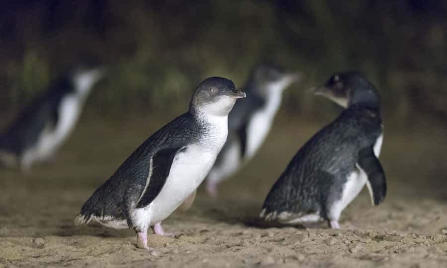 From Melbourne: Penguin Parade Afternoon Tour - The Nobbies and the island’s wild side