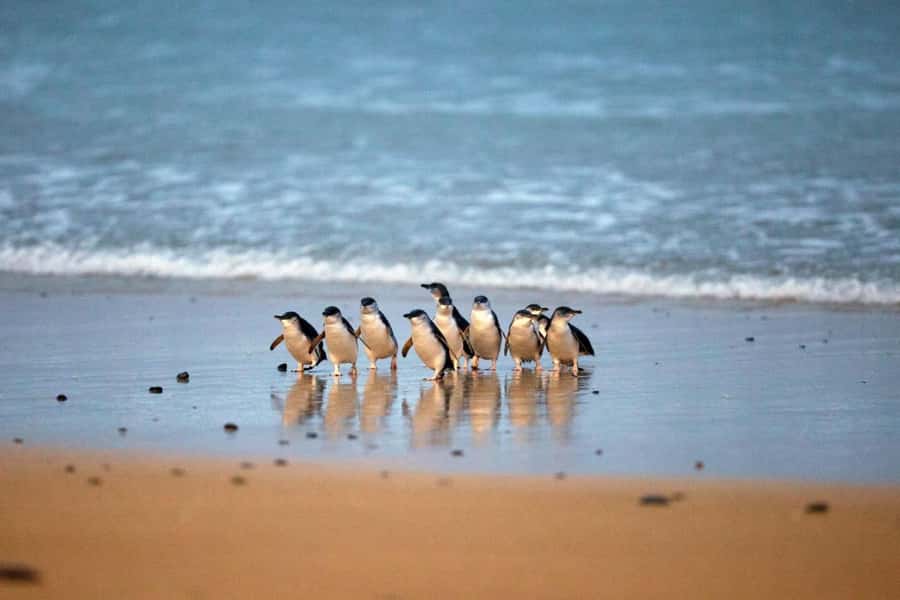 From Melbourne: Penguin Parade and Koalas Tour - Key points for your Phillip Island day