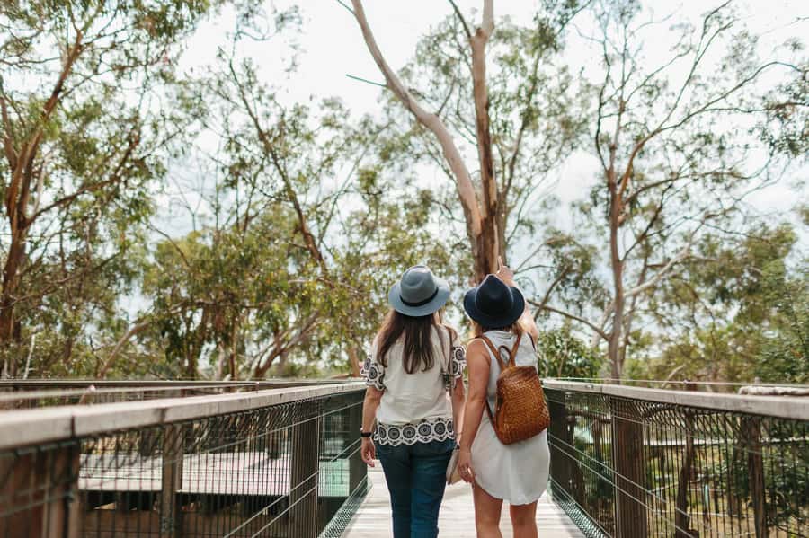 From Melbourne: Penguin Parade and Koalas Tour - What the guide adds to a small-group day