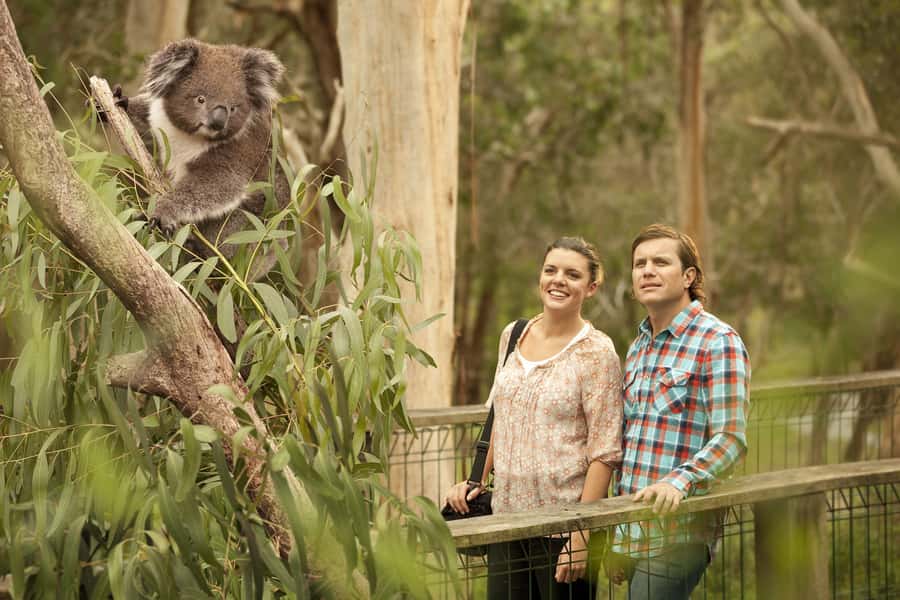 From Melbourne: Penguin Parade and Koalas Tour - The coach, timing, and late return