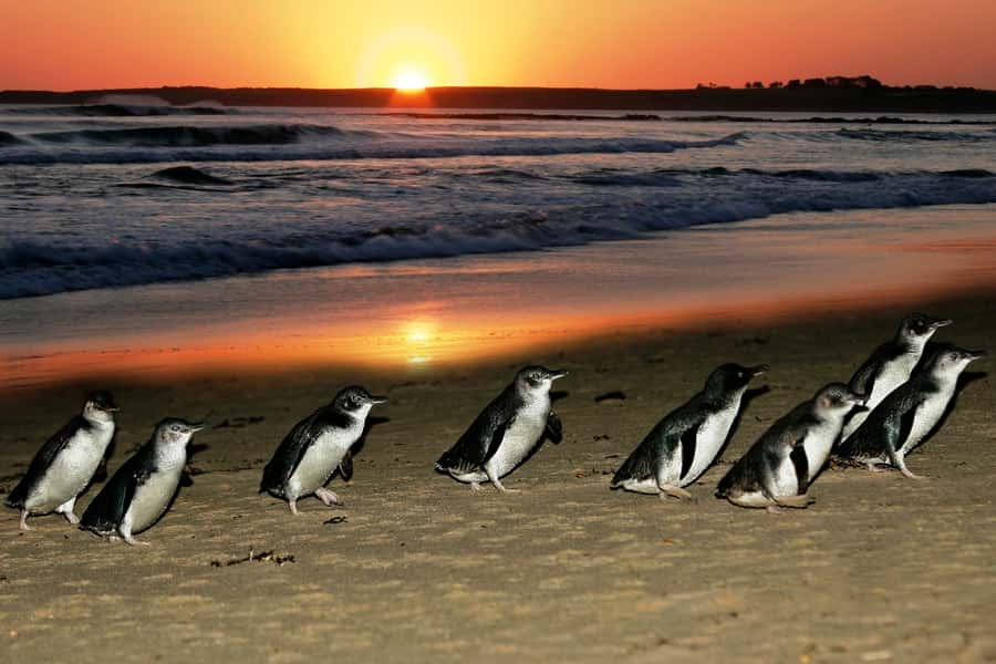 From Melbourne: Penguin Parade, Koalas & Kangaroos - A big wildlife day from Melbourne