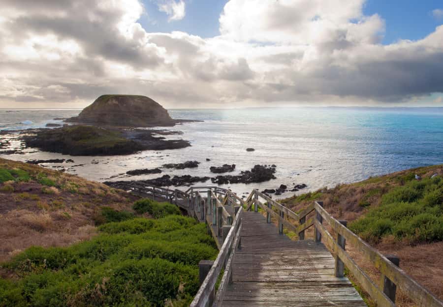 From Melbourne: Penguin Parade, Koalas & Kangaroos - Moonlit Sanctuary: koalas, kangaroos, and time to wander