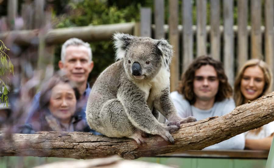 From Melbourne: Penguin Parade, Koalas & Kangaroos - Dinner before the penguins
