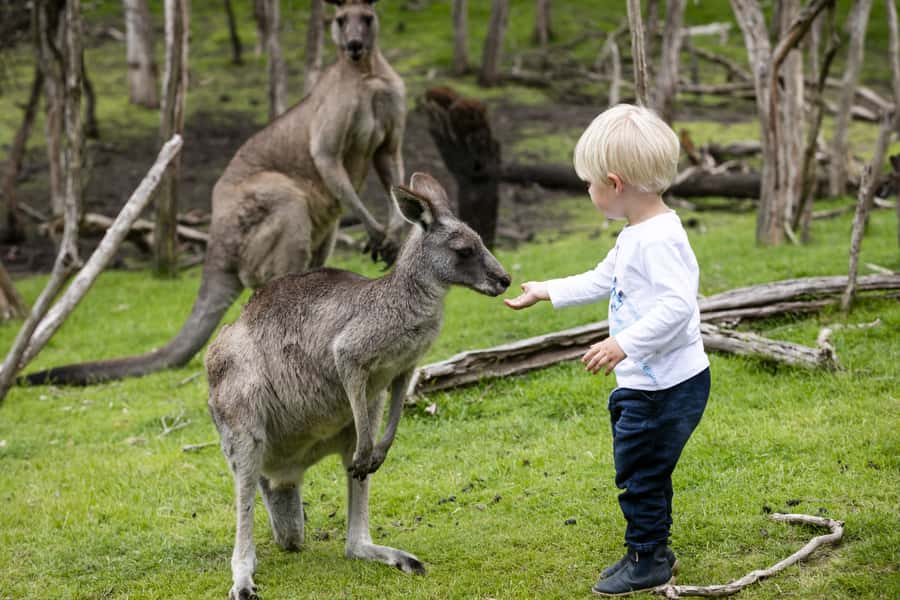 From Melbourne: Penguin Parade, Koalas & Kangaroos - The Penguin Parade after sunset