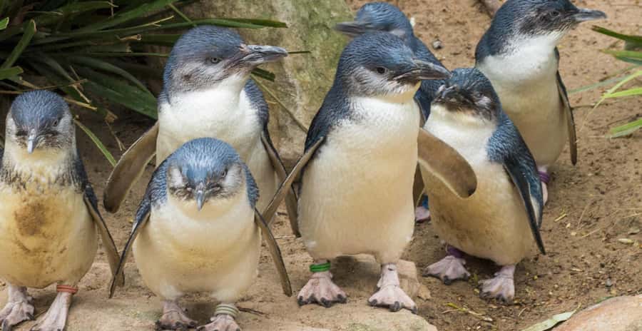 From Melbourne: Penguin Parade, Koalas & Kangaroos - The guide can shape the whole day