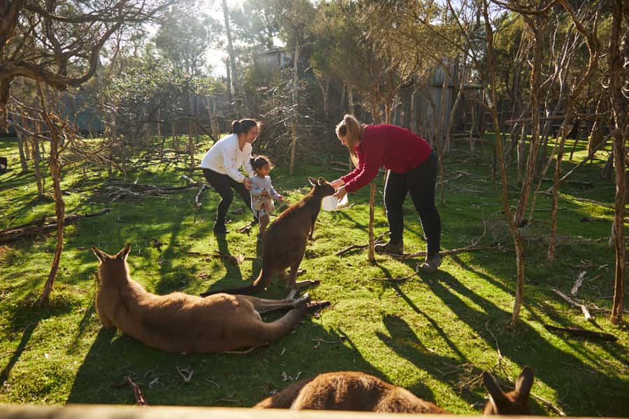 From Melbourne: Penguins and Wildlife Nature Day Tour - Moonlit Sanctuary starts the wildlife story