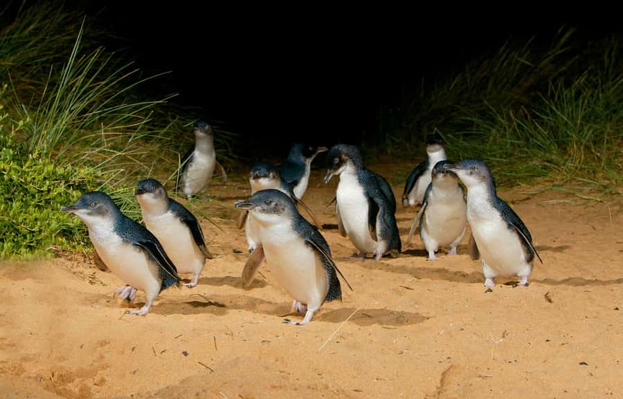 From Melbourne: Penguins and Wildlife Nature Day Tour - How the schedule feels in real life