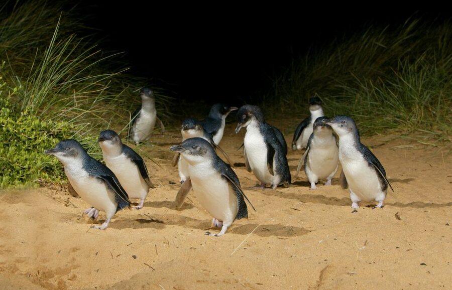 From Melbourne: Penguins and Wildlife Nature Day Tour - Booking details worth knowing